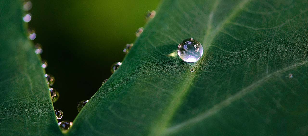 Green leaf with a water drop